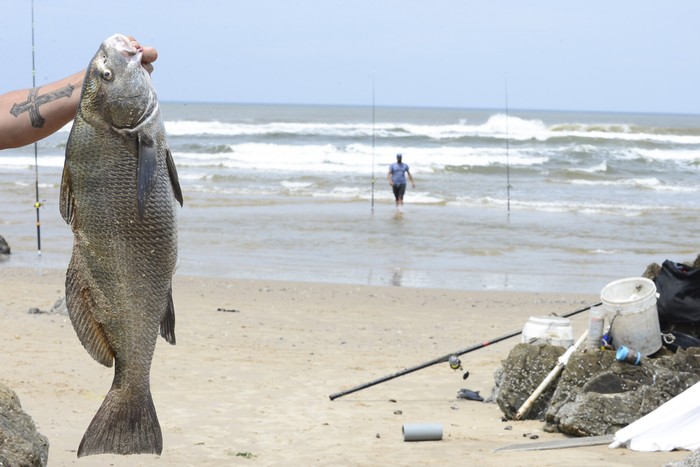 Pesca de corvina negra en la desembocadura de la Barra de Maldonado. (Archivo, enero de 2024) · Foto: Natalia Ayala