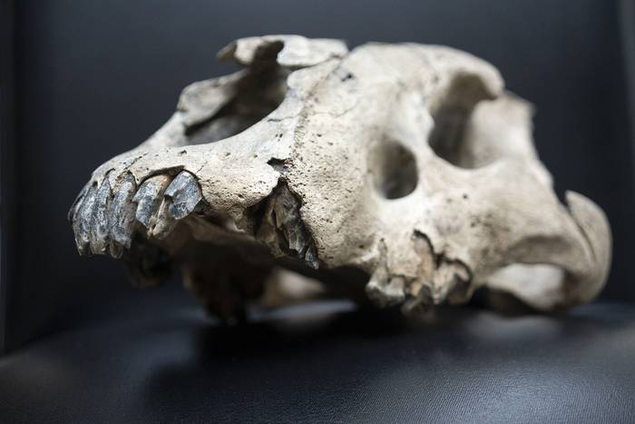 Cráneo de Smilodon populator encontrado en Colonia. 

 · Foto: Mariana Greif