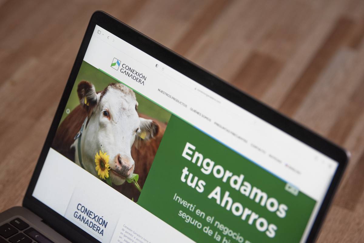 Testigo en la causa de Conexión Ganadera vinculó a la organización de Marset  con el mecanismo de lavado que atribuye al fondo ganadero | la diaria |  Uruguay