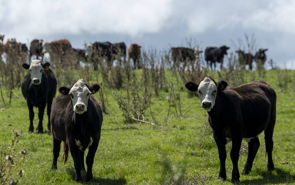 A impulso de la carne bovina, las exportaciones uruguayas alcanzaron en 2025 su nivel “más alto de la última década”, según Uruguay XXI