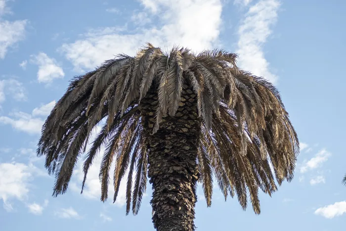 Palmera afectada por picudo rojo, sobre la ruta 1 (archivo, abril de 2025) · Foto: Ignacio Dotti