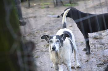 Protectora de Animales de Maldonado. · Foto: Natalia Ayala