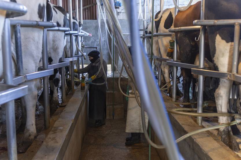 20250812 tambo calcar