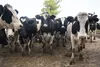 20260522 zafra leche