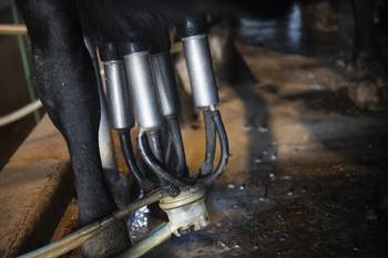 Sala de ordeñe (archivo, mayo de 2025). · Foto: Alessandro Maradei