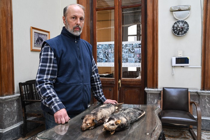 Enrique González mostrando un ejemplar de la renombrada _Didelphis poecilotis_, con las orejas claras, y uno de _Didelphis aurita_, con orejas oscuras. · Foto: Gianni Schiaffarino