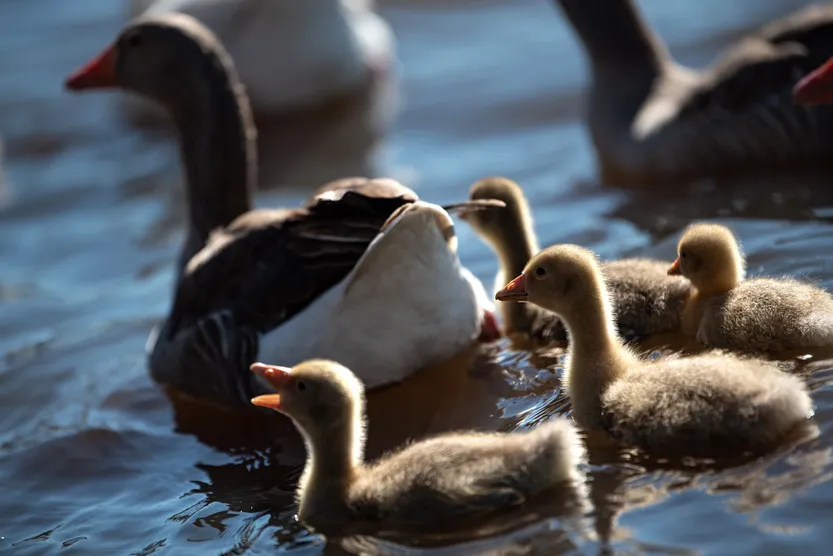 20260224 gripe aviar