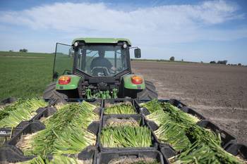 Plantación de cebollas, en Canelón Chico (archivo, setiembre de 2025). · Foto: Alessandro Maradei