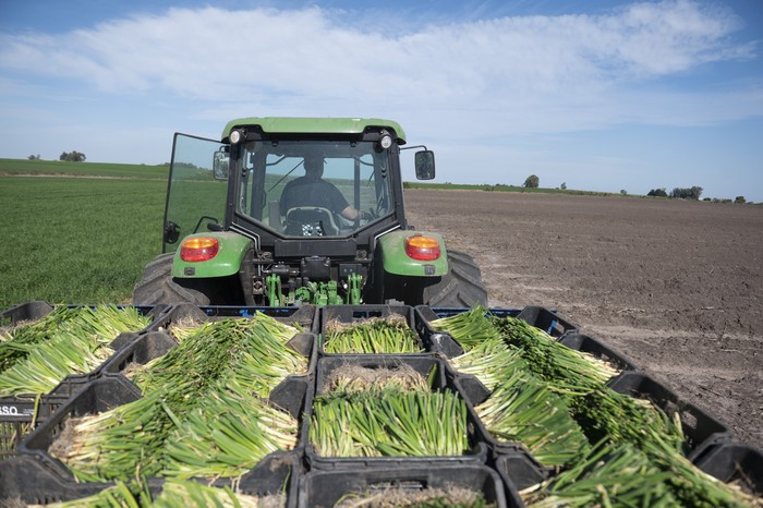 Plantación de cebollas, en Canelón Chico. Foto: Alessandro Maradei (archivo, setiembre de 2025)