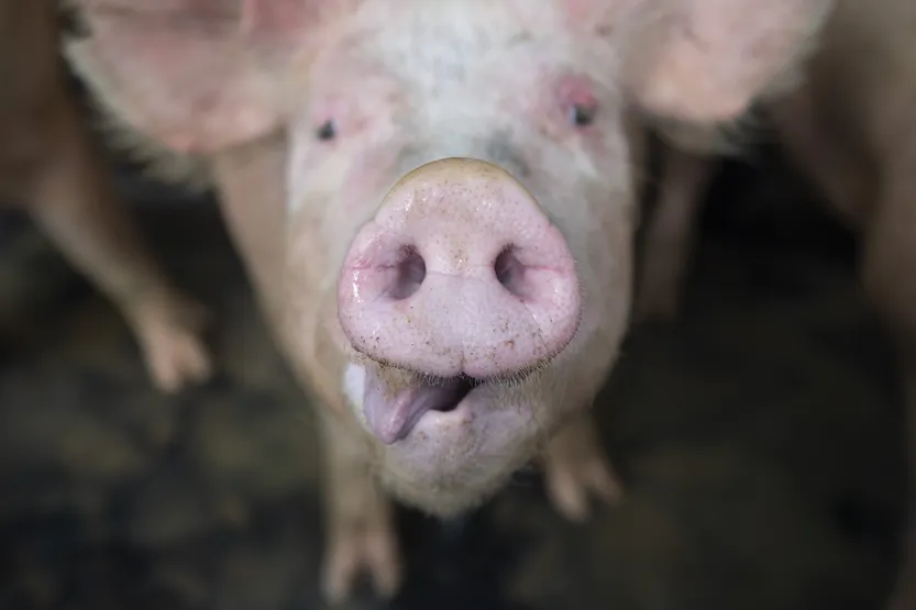 20260101 AGROPECUARIA DATOS CENSO f3