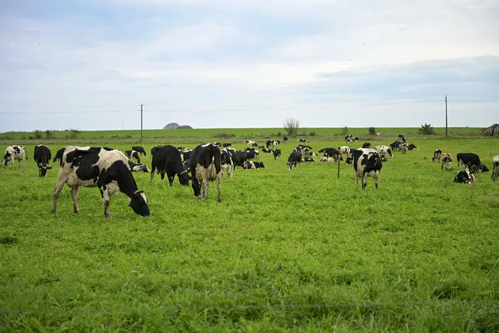 Ganado vacuno en un campo en Nueva Helvecia, Colonia. (Archivo, setiembre de 2025) · Foto: Ignacio Dotti
