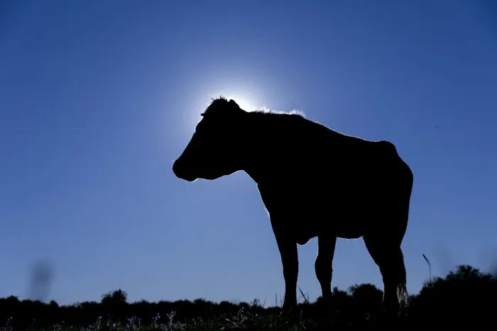 Paysandú (archivo, octubre de 2025). · Foto: Rodrigo Viera Amaral