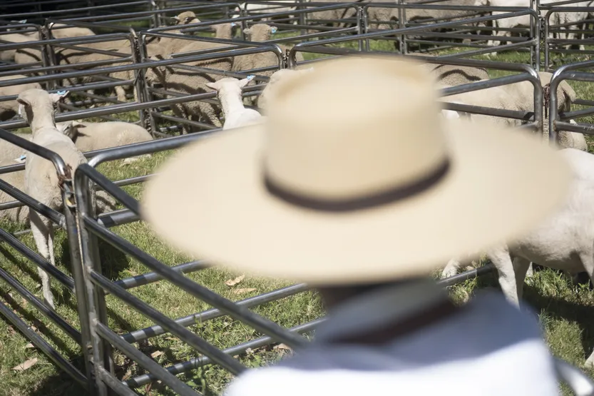 20260312 AGRO Marcelo Rodriguez F3