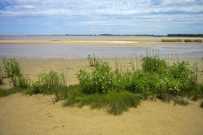 Malezas y juncos en playa Verde de Juan Lacaze. (Archivo, noviembre de 2025) · Foto: Ignacio Dotti