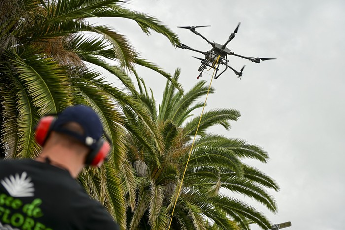 Aplicación del tratamiento contra el picudo rojo en palmeras de Rosario, en el departamento de Colonia. · Foto: Ignacio Dotti