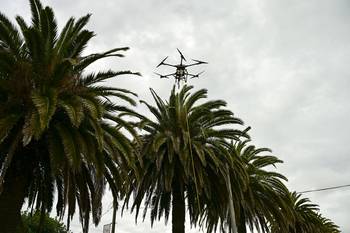 Aplicación del tratamiento contra el picudo rojo en palmeras de Rosario, en el departamento de Colonia, el 9 de diciembre. · Foto: Ignacio Dotti