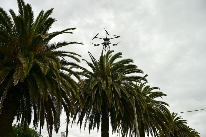 Aplicación del tratamiento contra el picudo rojo en palmeras de Rosario, en el departamento de Colonia (archivo, diciembre de 2025). · Foto: Ignacio Dotti