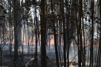 Incendio forestal en Punta Espinillo, el 2 de enero. · Foto: Alessandro Maradei