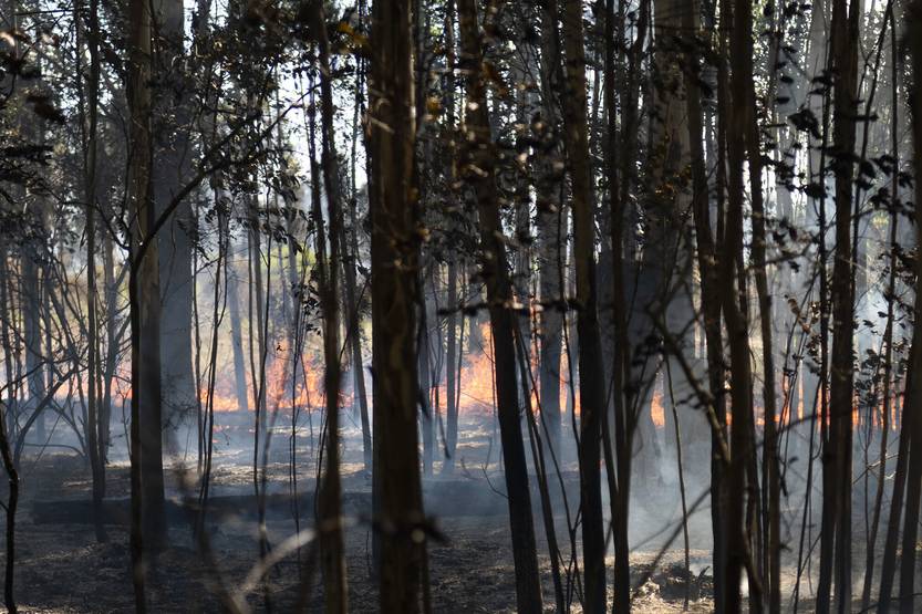 20260102 incendio p espinillo