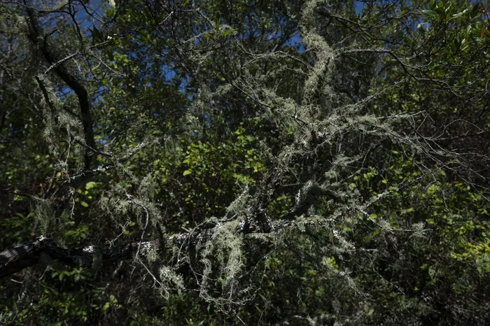 Monte nativo en la Sierra de Minas (archivo, enero de 2026). · Foto: Alessandro Maradei