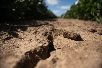 Plantación de soja, el 13 de febrero, en el predio de la ARU, en Montevideo. · Foto: Gianni Schiaffarino