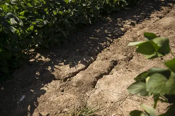Plantación de soja, el 13 de febrero, en el predio de la ARU en Montevideo. · Foto: Gianni Schiaffarino