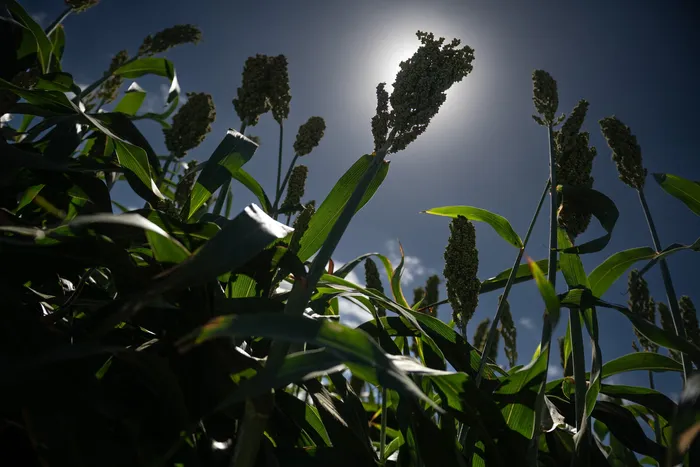 Plantación de sorgo. Foto: Gianni Schiaffarino (archivo, febrero de 2026)