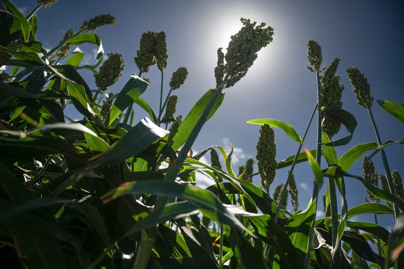 20260320 AGRO Investigación(INIA) P28 f3