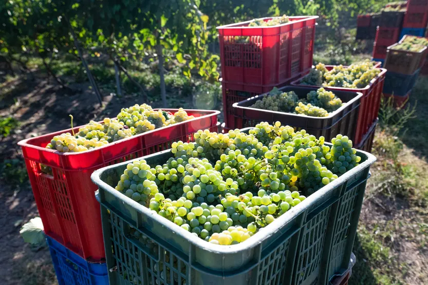 20260320 AGRO Vicca (CoopVinos) P59 f2