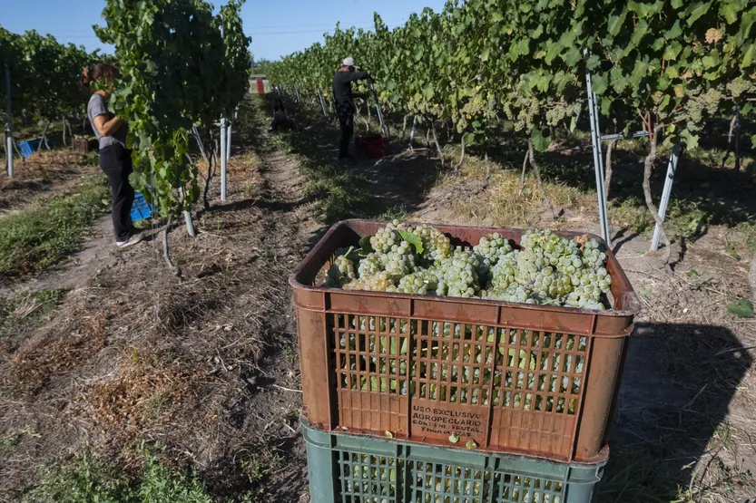 20260324 suple T P2-3f5 canelones