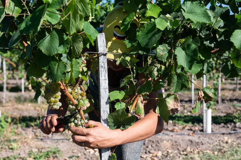 20260320 AGRO Datos Vinitinicultura P56