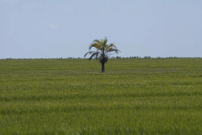 Chacra arrocera sobre la ruta 15, próxima a Villa Cebollatí, en el departamento de Rocha. (Archivo, enero de 2017) · Foto: Sandro Pereyra