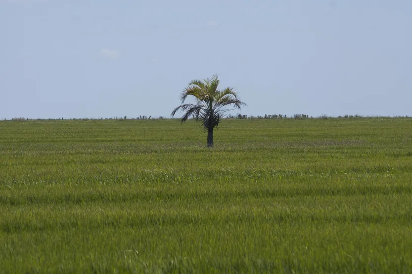 20260609 futuro arroz
