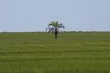 20260609 futuro arroz