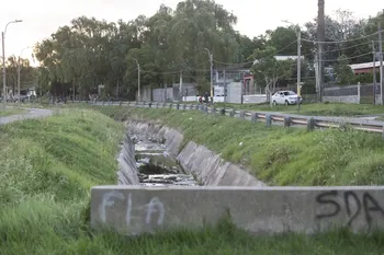 Flor de Maroñas (archivo, marzo de 2026) · Foto: Alessandro Maradei