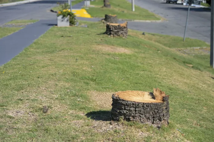 Palmeras cortadas luego de ser atacadas y muertas por picudo rojo, en Rosario, el 17 de marzo. · Foto: Ignacio Dotti