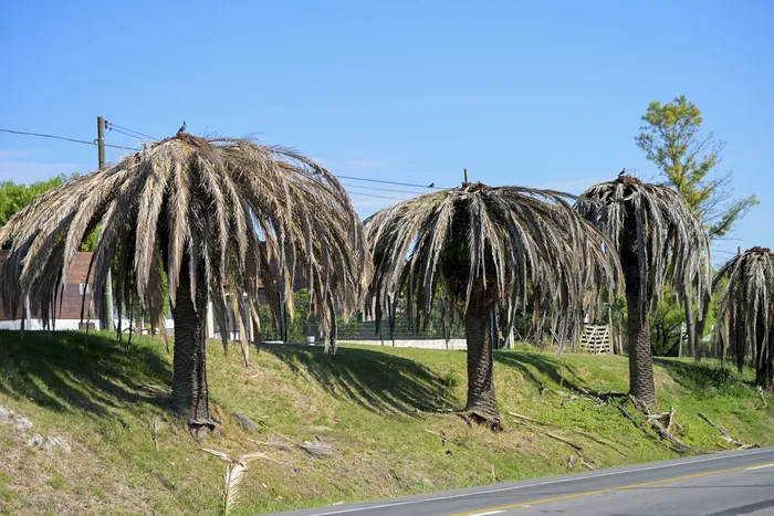 Palmeras atacadas y muertas por picudo rojo en el acceso a la ciudad de Rosario (archivo, marzo de 2026). · Foto: Ignacio Dotti