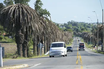 Palmeras atacadas y muertas por picudo rojo en el acceso a la ciudad de Rosario, por ruta 2, el 17 de marzo. · Foto: Ignacio Dotti