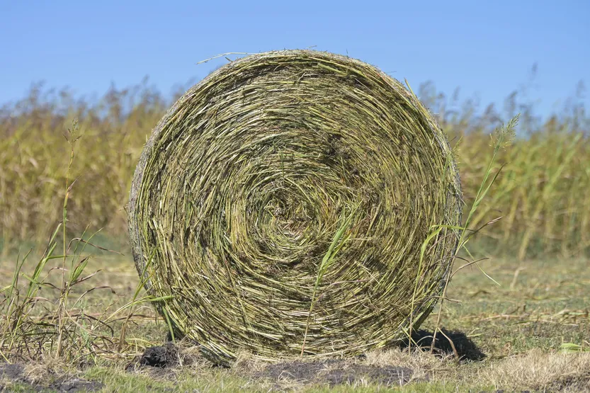 20260101 AGROPECUARIA DATOS CENSO f2