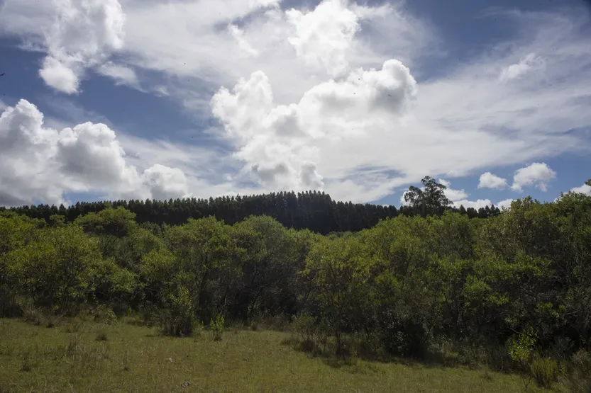 20260101 AGROPECUARIA PRODUCCION (YerbaMate) f1)