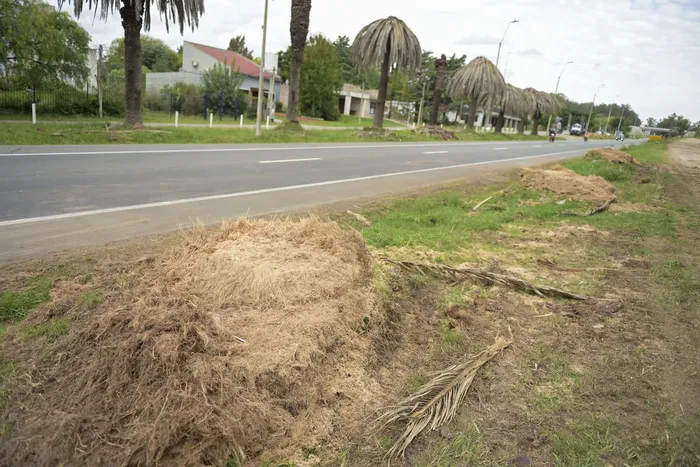 Extracción de palmeras atacadas por el picudo rojo, en ruta 2, acceso a Rosario, el 27 de marzo. · Foto: Ignacio Dotti