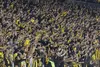 20260419 dep previaPeñarol