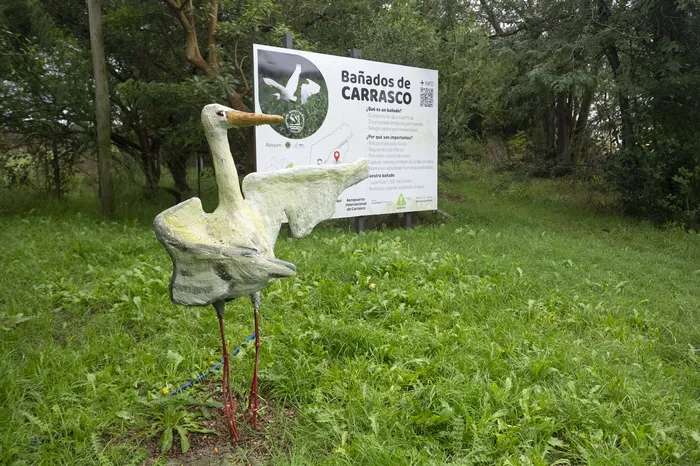 Foto principal del artículo 'Bañados de Carrasco: advierten que proyecto inmobiliario podría incrementar las desigualdades y generar daños ambientales' · Foto: Alessandro Maradei