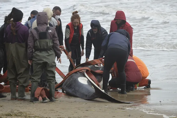 Orca varada en parada 1 de la Playa Mansa, Punta del Este (archivo, abril de 2026) · Foto: Natalia Ayala