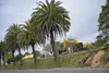 20260514 col palmeras 2