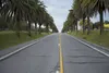 20260525 palmeras
