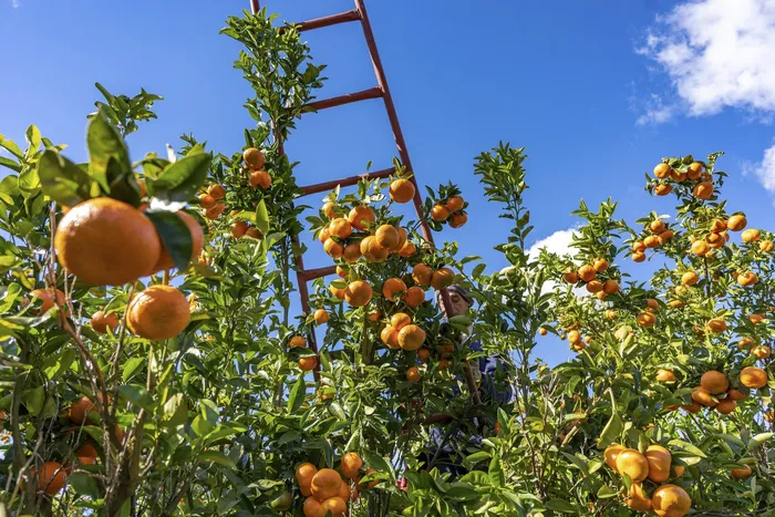Plantación de citrus (archivo). · Foto: Santiago Fleitas