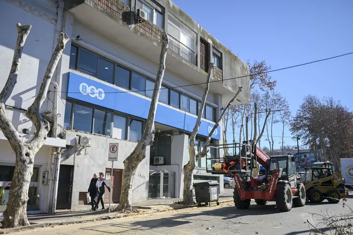 Poda de plátanos en el centro de Colonia del Sacramento. · Foto: Ignacio Dotti