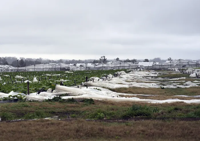 Producción agrícola en Salto tras el temporal. Foto: Ariel Volpi