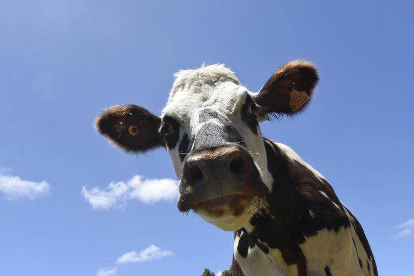 20250514 leche lacto